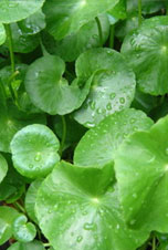 Centella Asiatica