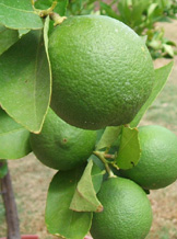 Lime