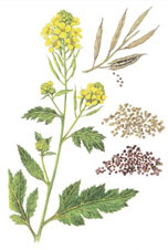 Mustard