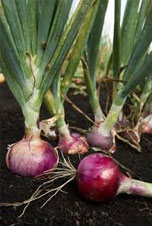 Onion