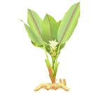 Turmeric Plant