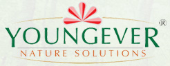 youngever logo