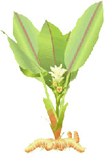 turmeric plant